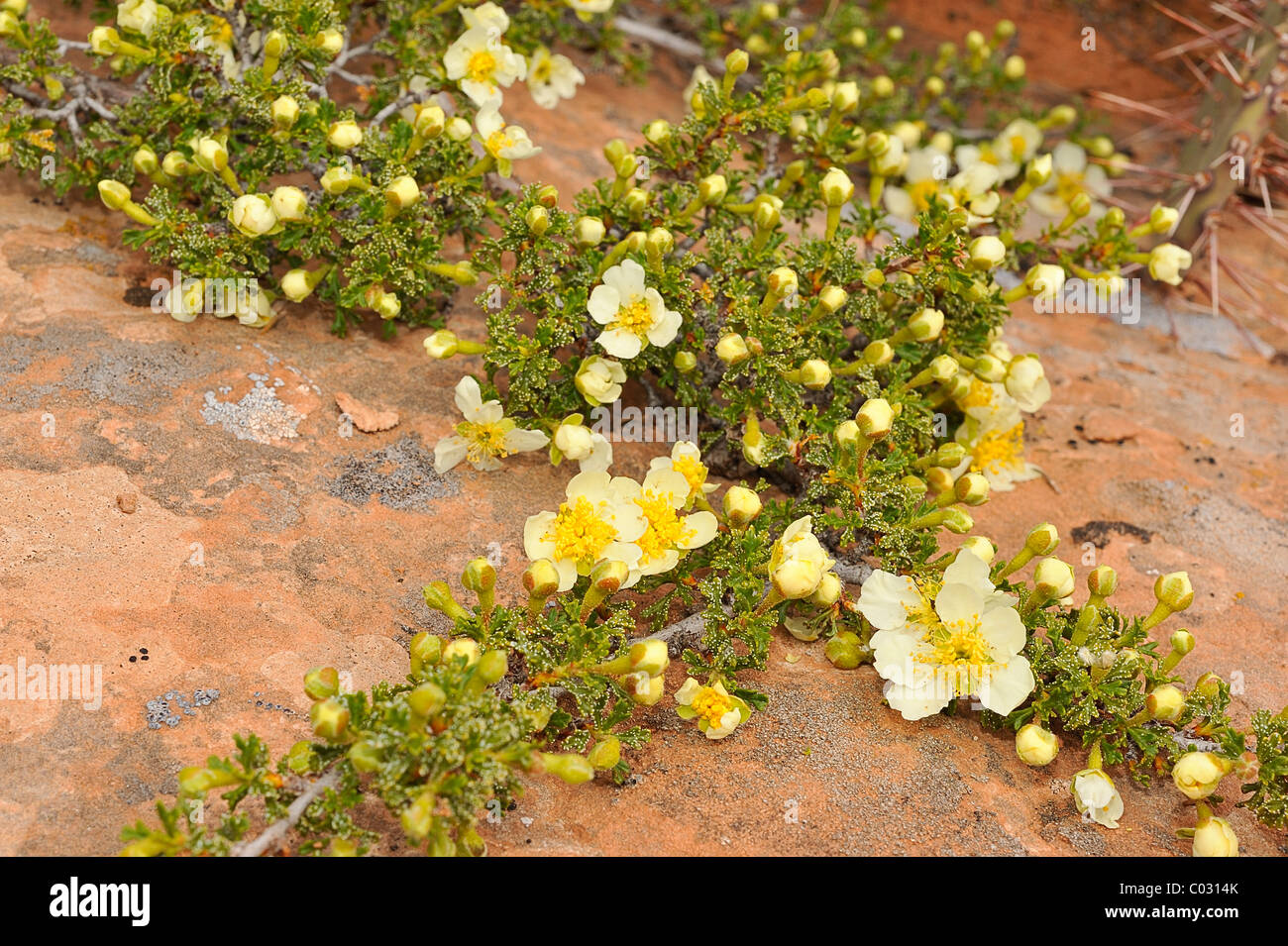 Sego lily flowers growing in CanyonLands National Park, Utah, USA Stock