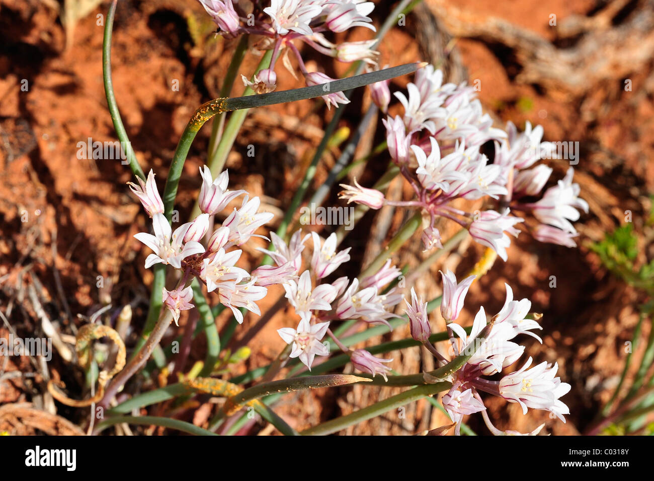 Prairie wild onion flowers growing in CanyonLands National Park, Utah, USA Stock Photo