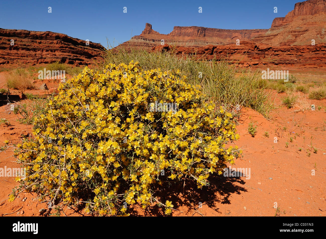 Blackbrush flowers growing in CanyonLands National Park, Utah, USA
