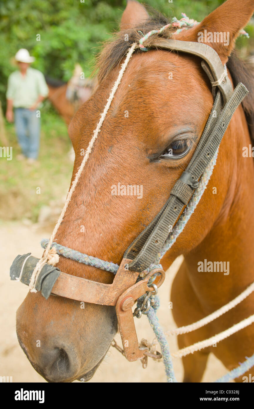 Horse head with basic home-made tackle on a ranch in Honduras with out of focus figure of ranch hand in the background. Stock Photo