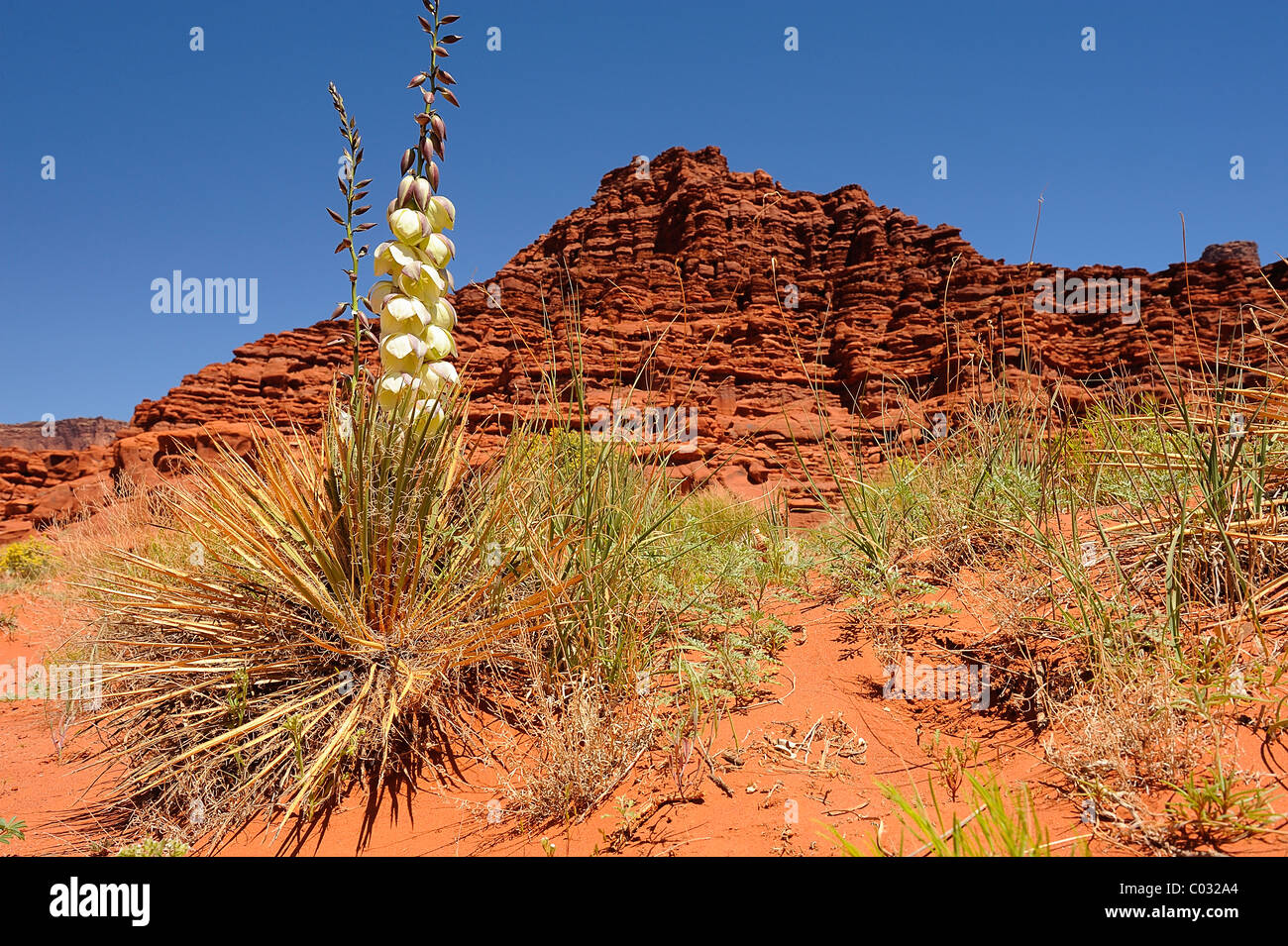 Yucca plant flower growing in CanyonLands National Park, Utah, USA