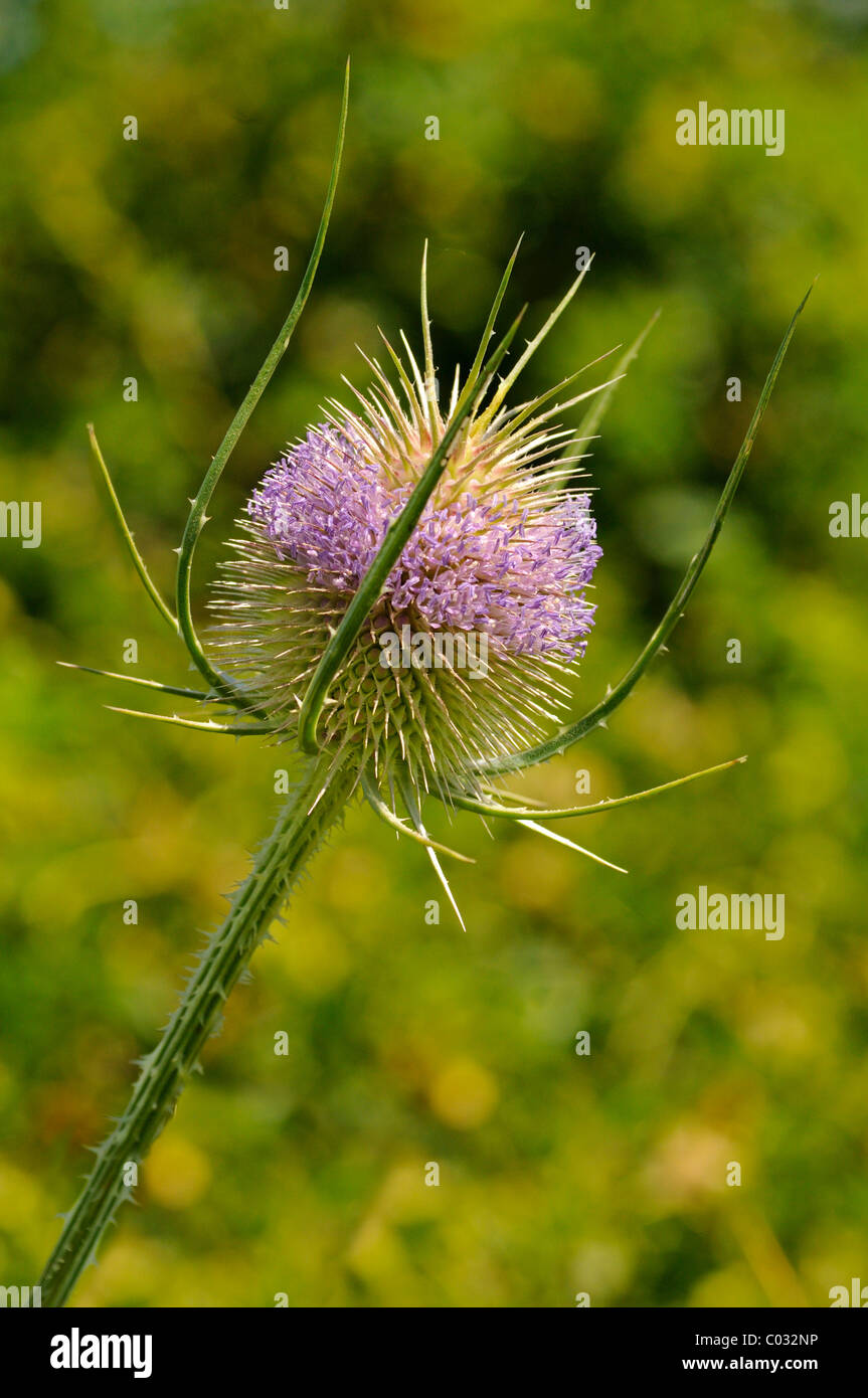 Fuller's teasel and wild teasel (Dipsacus fullonum syn. Dipsacus sylvestris) Stock Photo