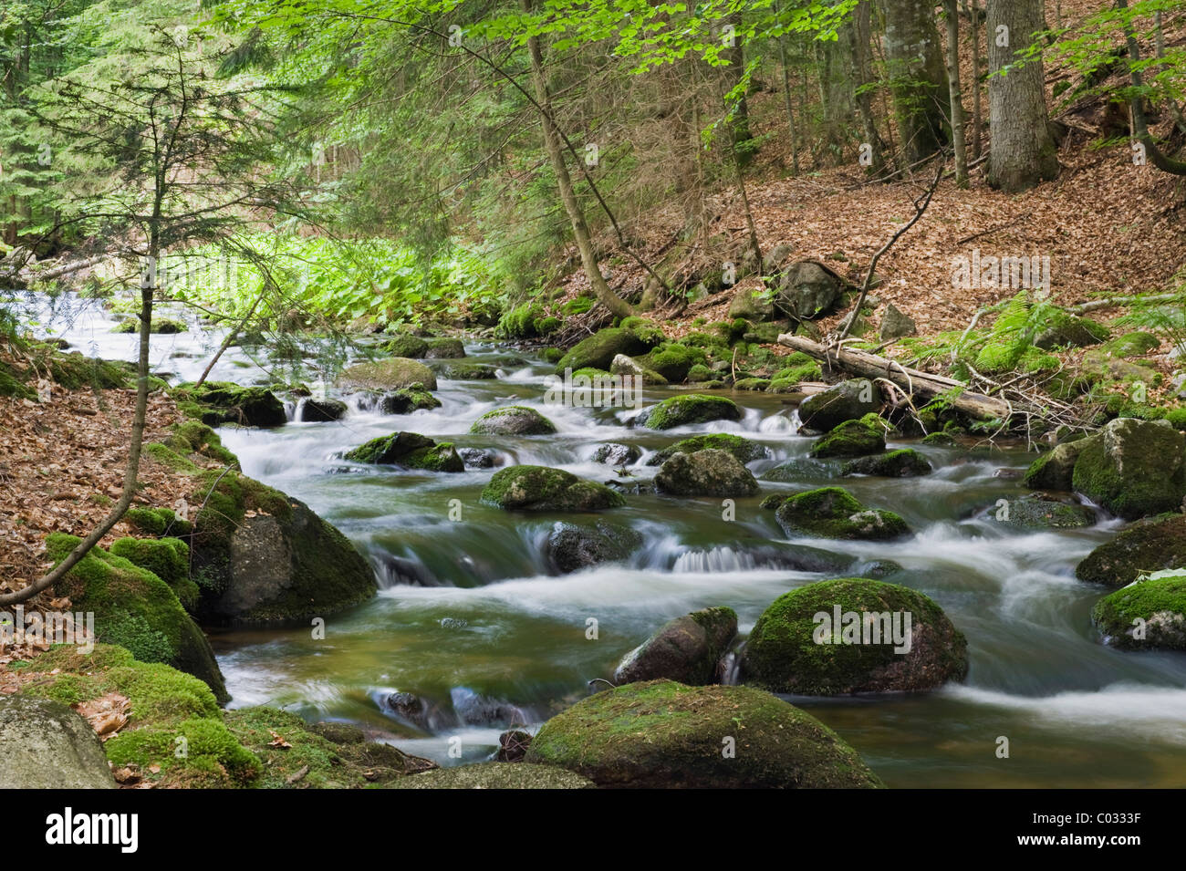 Kleine Ohe forest creek near Waldhaeuser in the Bavarian Forest National Park, Lower Bavaria, Bavaria, Germany, Europe Stock Photo