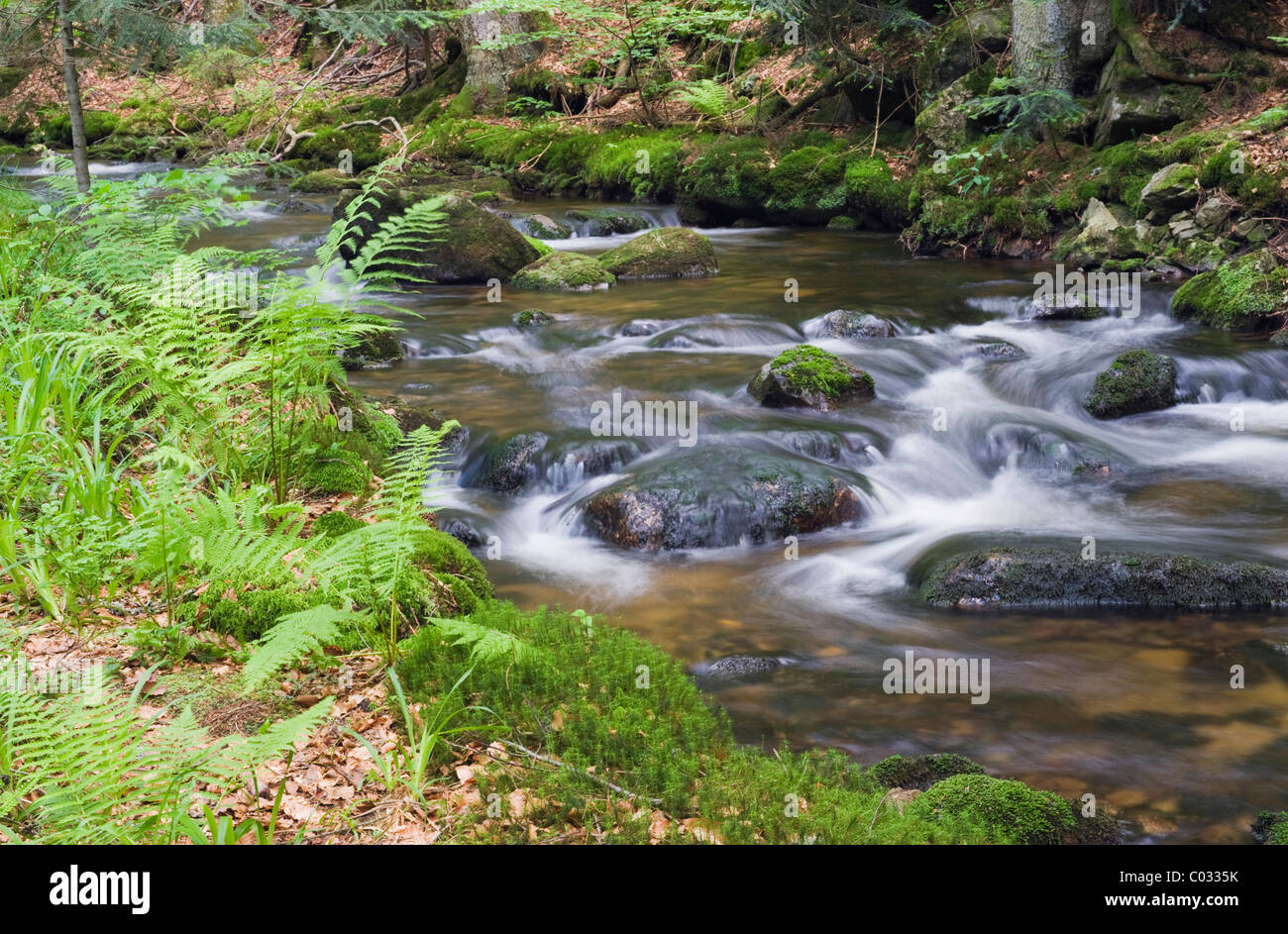 Kleine Ohe forest creek near Waldhaeuser in the Bavarian Forest National Park, Lower Bavaria, Bavaria, Germany, Europe Stock Photo