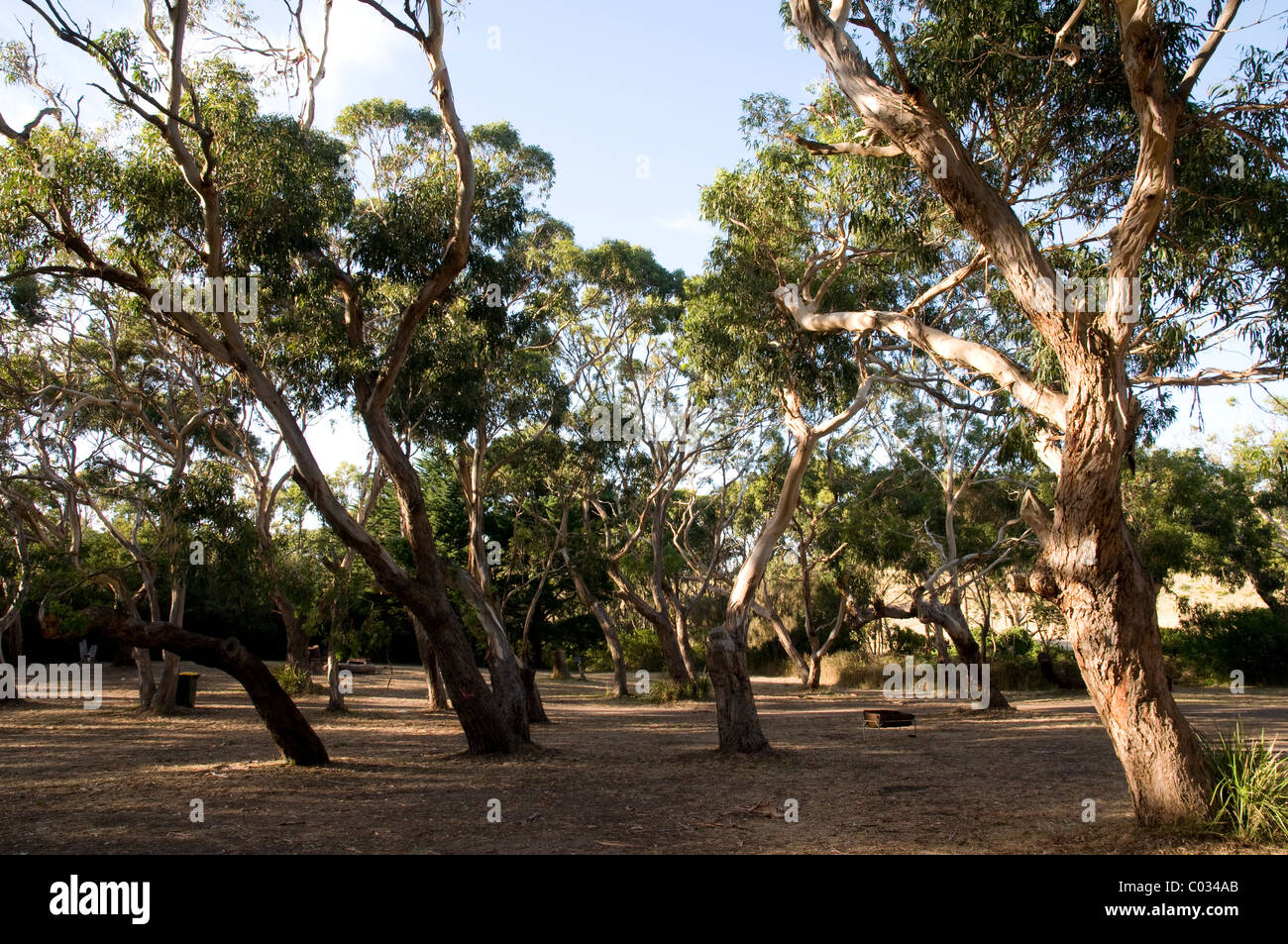 Trees and shrubland, The Great Otway National Park, Victoria, Australia