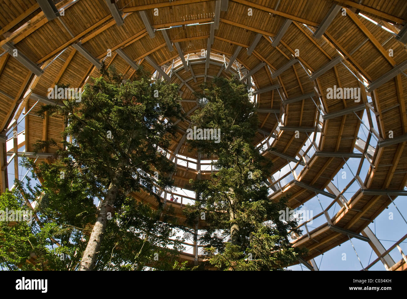 Tree platform, 44 metres high, the world's longest tree top walk, barrier-free spiral form, Neuschoenau Stock Photo