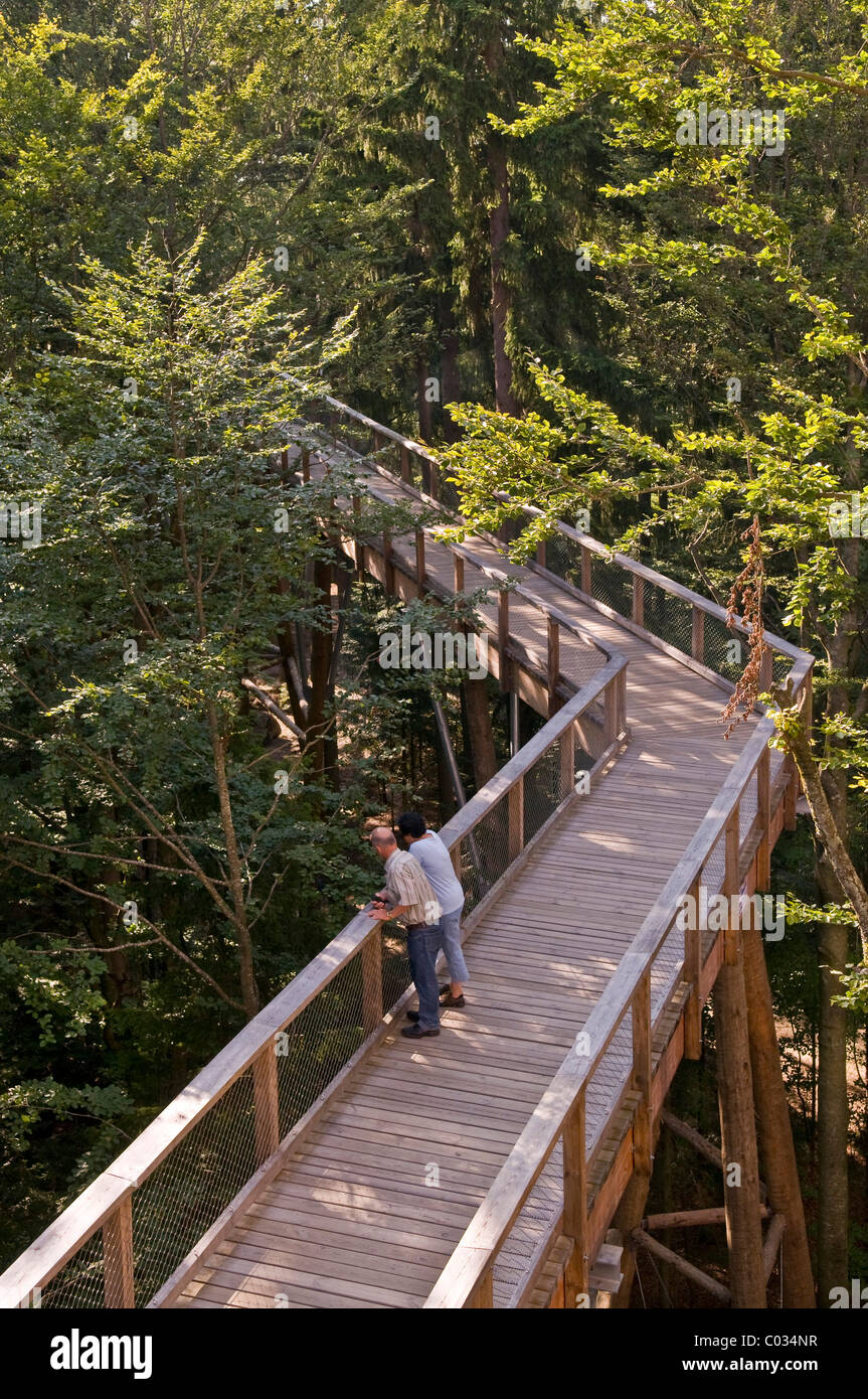 World's longest tree top walk, view from the 44 metre high tree