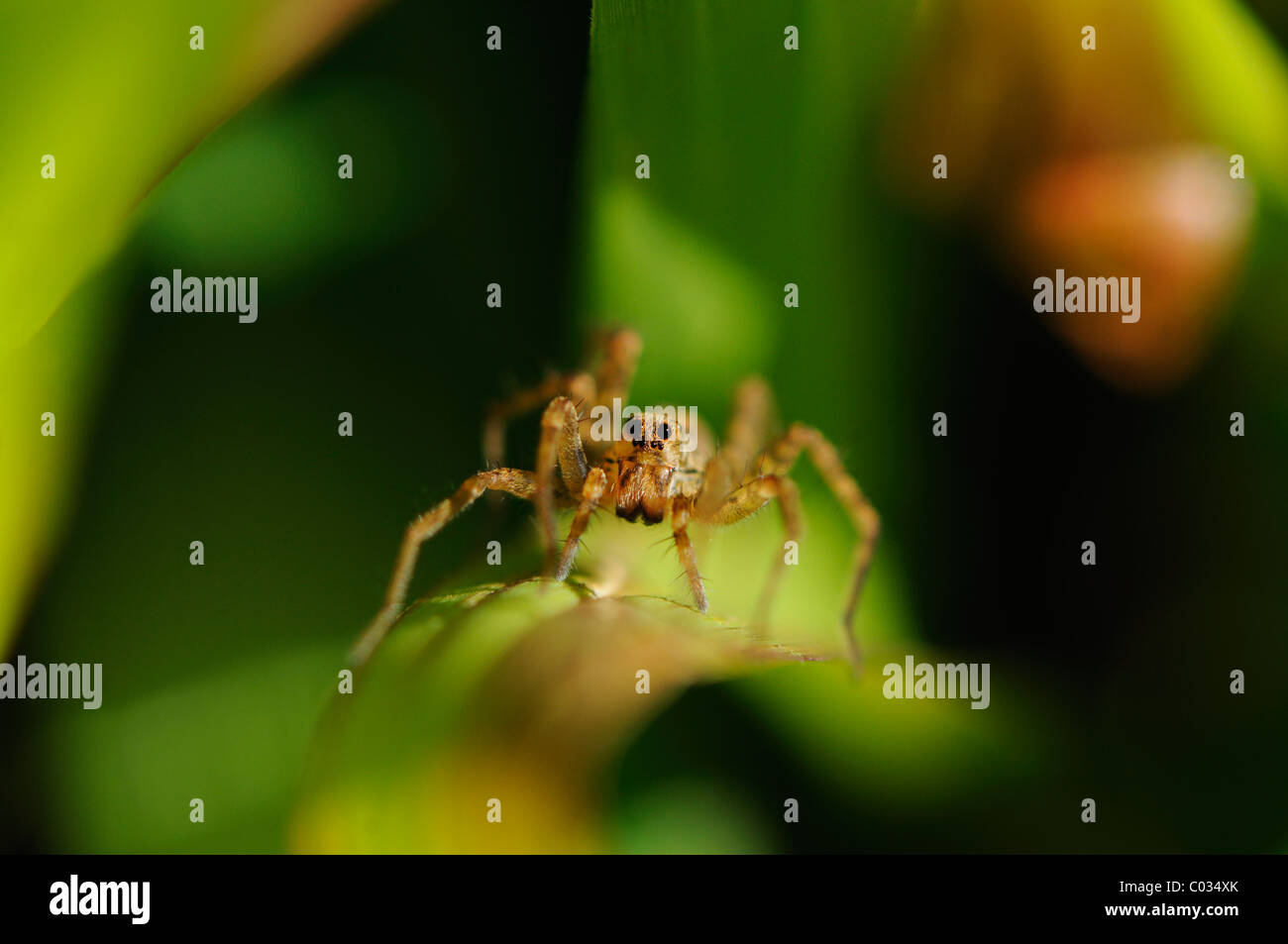 Micro view of a spider looking head-on from upon a leaf Stock Photo