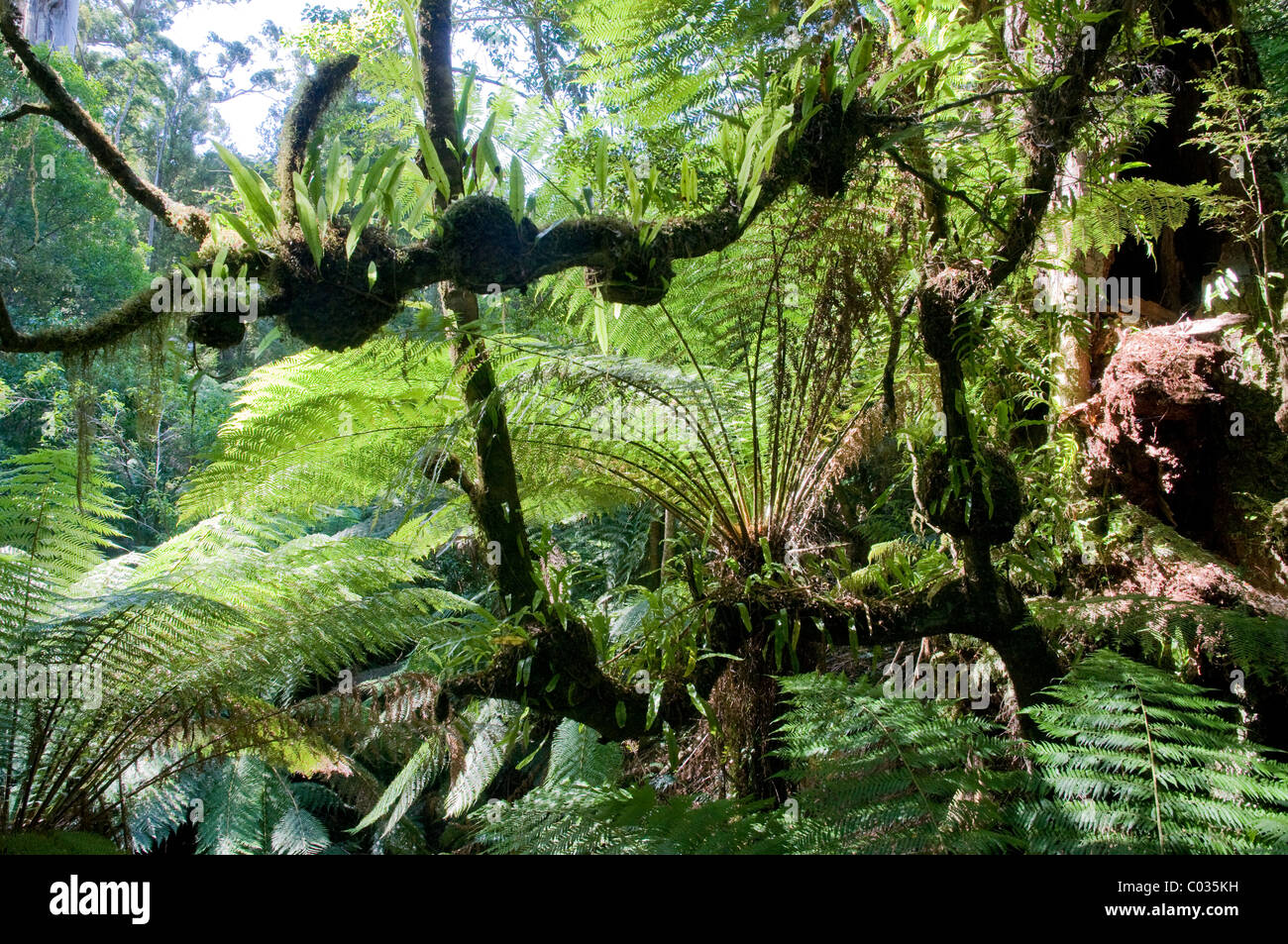 Temperate rainforest, Great Otway National Park, Victoria, Australia Stock Photo