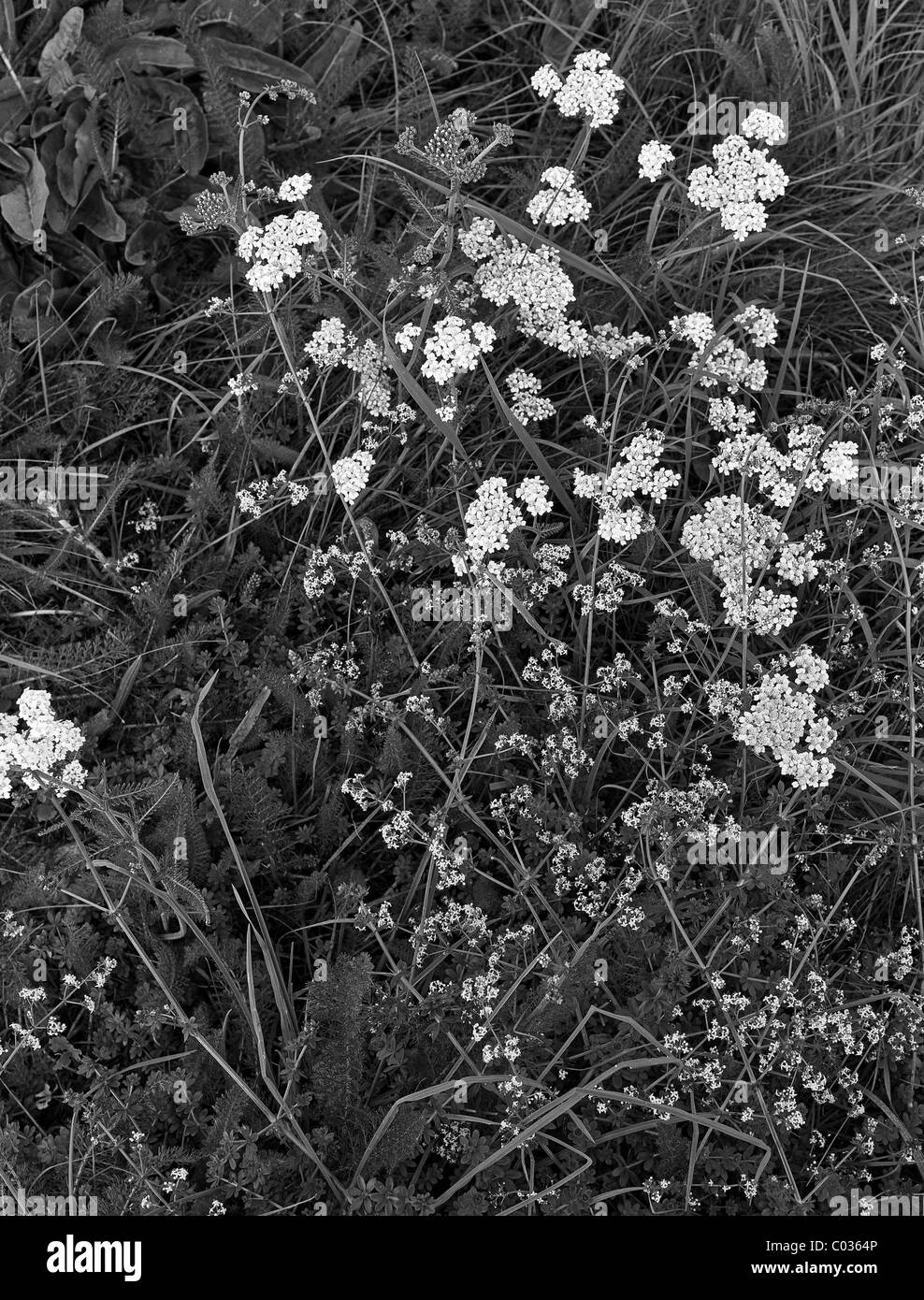 Small wild flowers in an English hedgerow Stock Photo Alamy