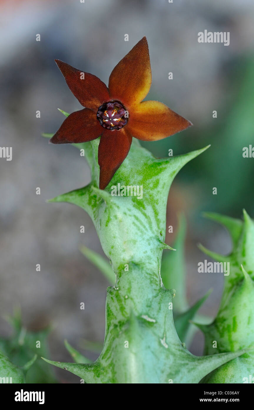 Orbea commutata, syn. Caralluma sprengeri Stock Photo