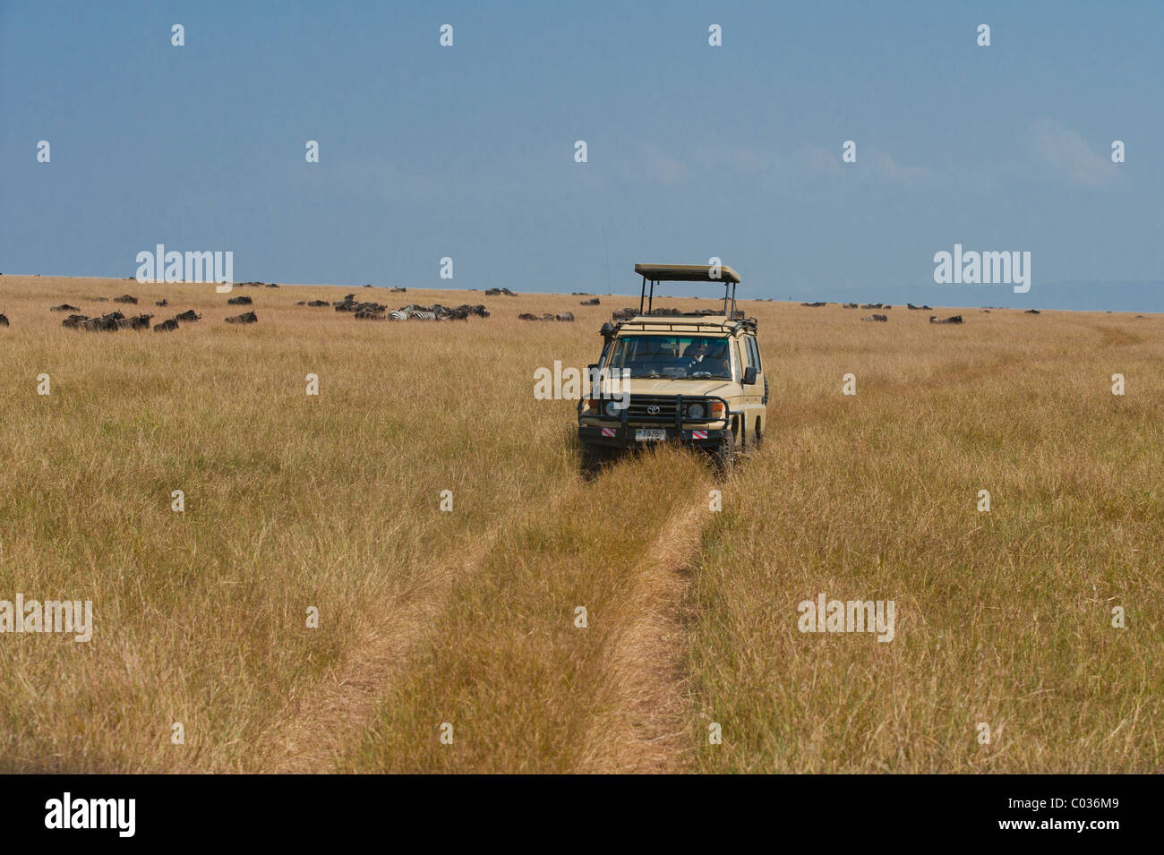 Off-road vehicle in the Serengeti, safari, game drive, Tanzania, Africa Stock Photo