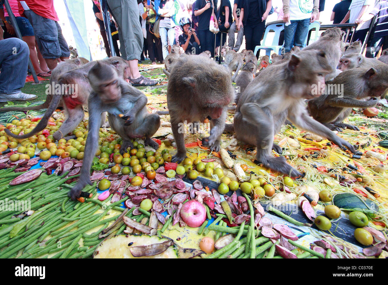 Monkey Market Festival