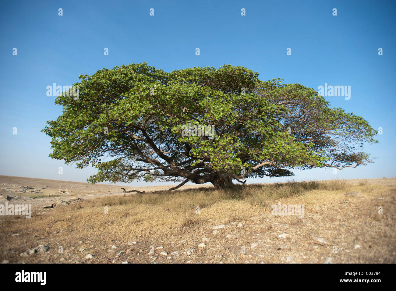 Magic Tree, large Fig Tree (Ficus), Ngorongoro Conservation Area, Tanzania, Africa Stock Photo