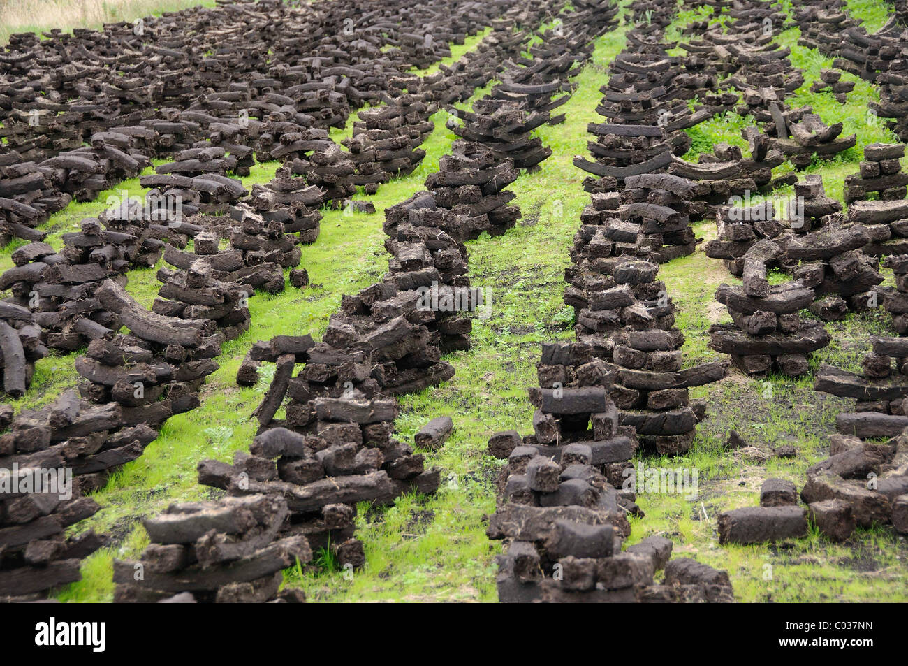 Peat briquettes used for fuel in private homes are dried by the