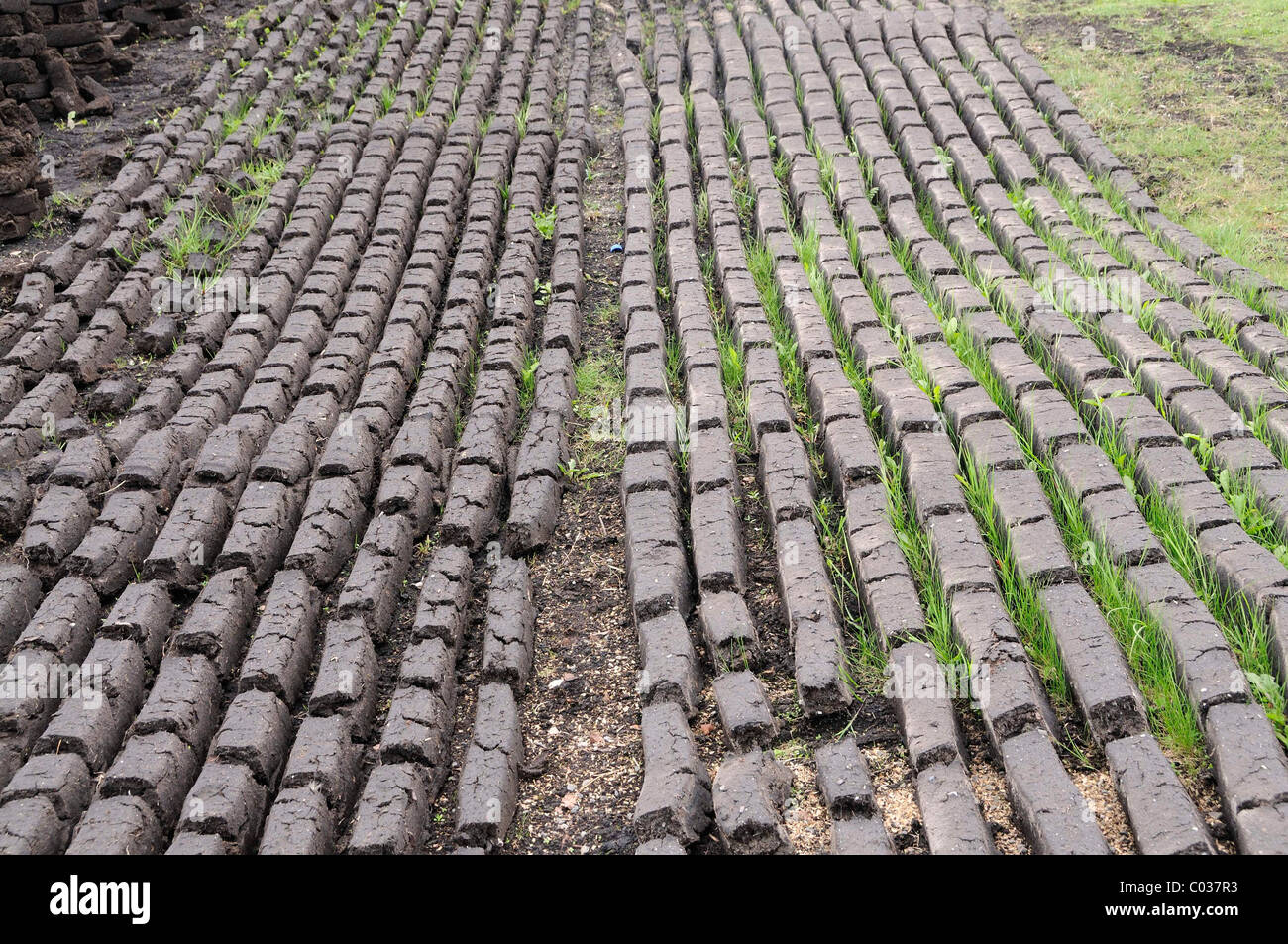 Mechanically pressed rows of black peat used for fuel in private homes