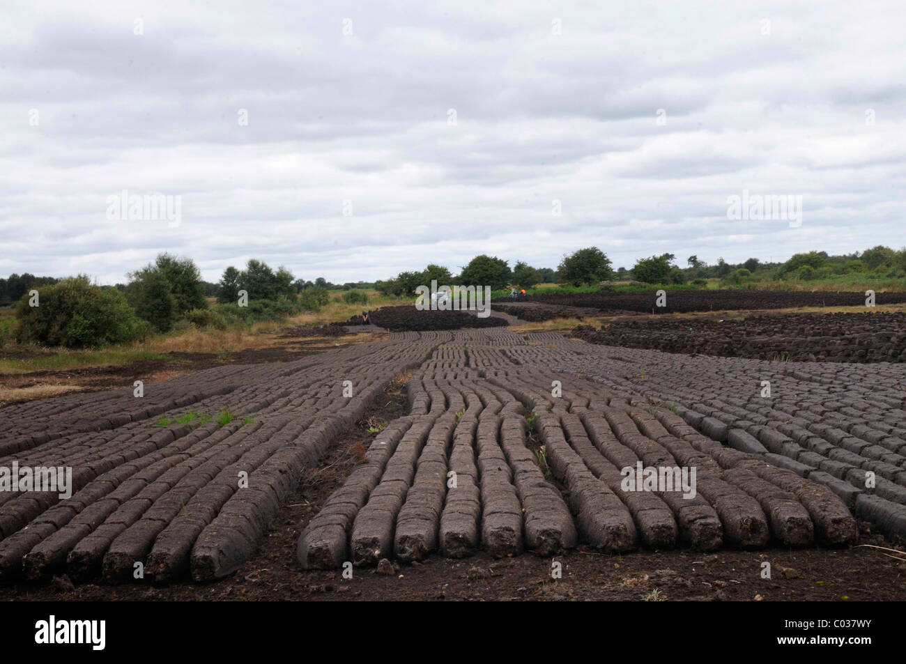 Rows of peat used for fuel in private homes, Birr, Leinster, Republic