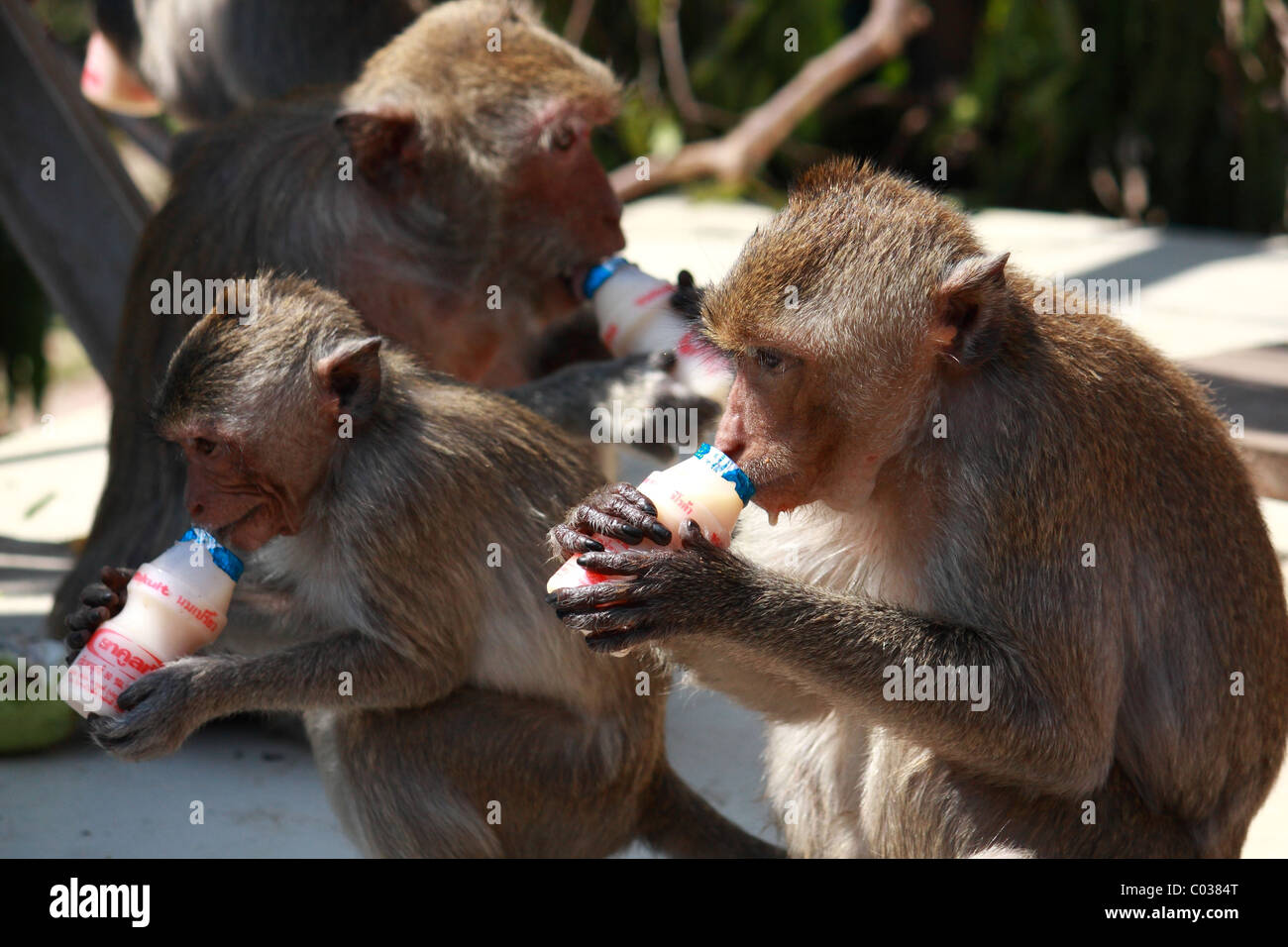 Monkey try to drink some yogurt milk from bottle at Monkey Chinese