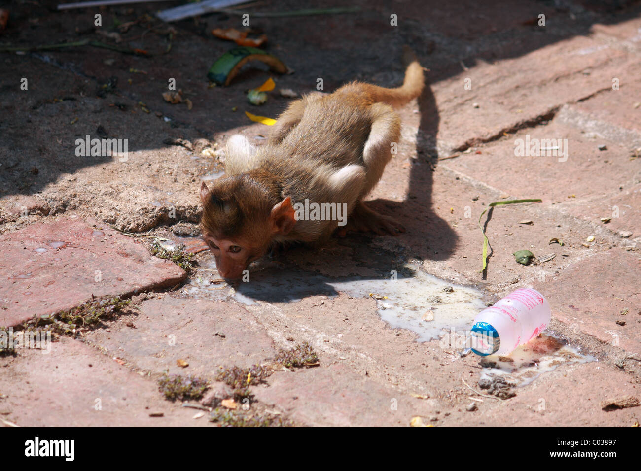 Monkey drink some yogurt milk on ground at Monkey Chinese banquet