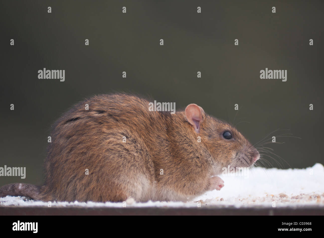 A Common Rat/ Brown Rat/ Norway Rat (Rattus norvegicus) feeding on a