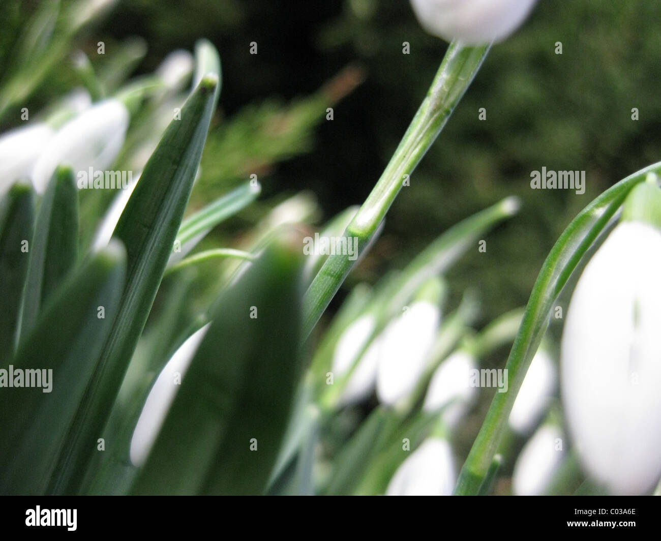 Snowdrops Stock Photo