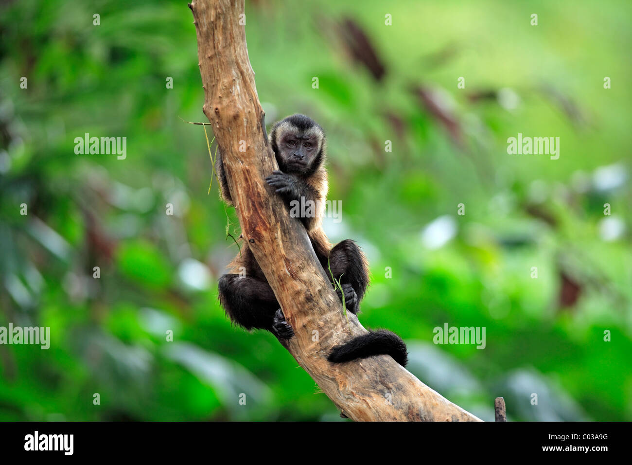 Weeper Capuchin (Cebus olivaceus), adult in a tree, South America Stock Photo