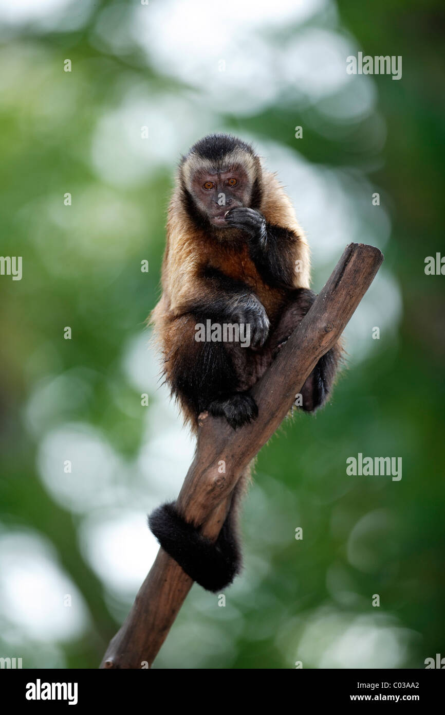 Weeper Capuchin (Cebus olivaceus), adult eating in a tree, South America Stock Photo