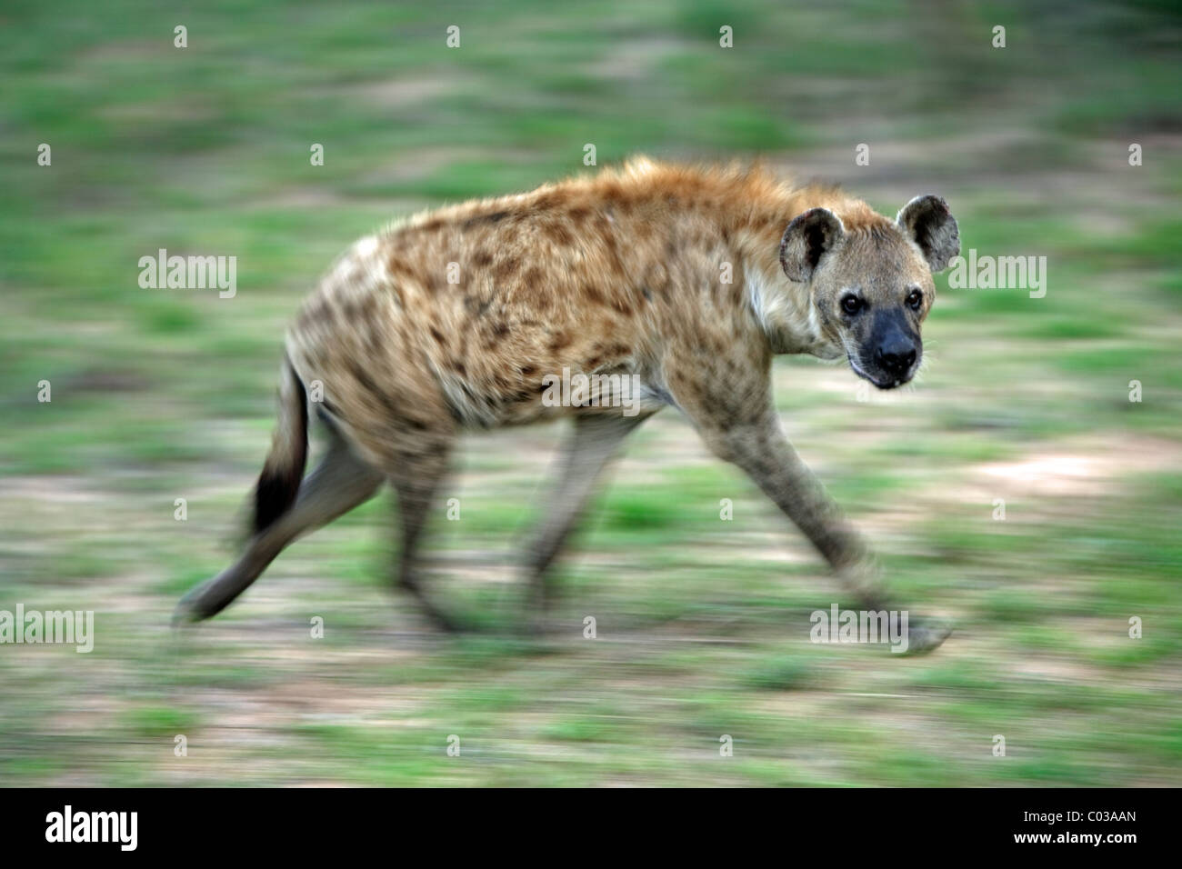 Spotted Hyena (Crocuta crocuta), running adult, Kruger National Park, South Africa, Africa Stock Photo