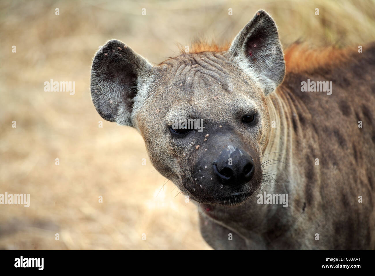 Female hyena hi-res stock photography and images - Alamy