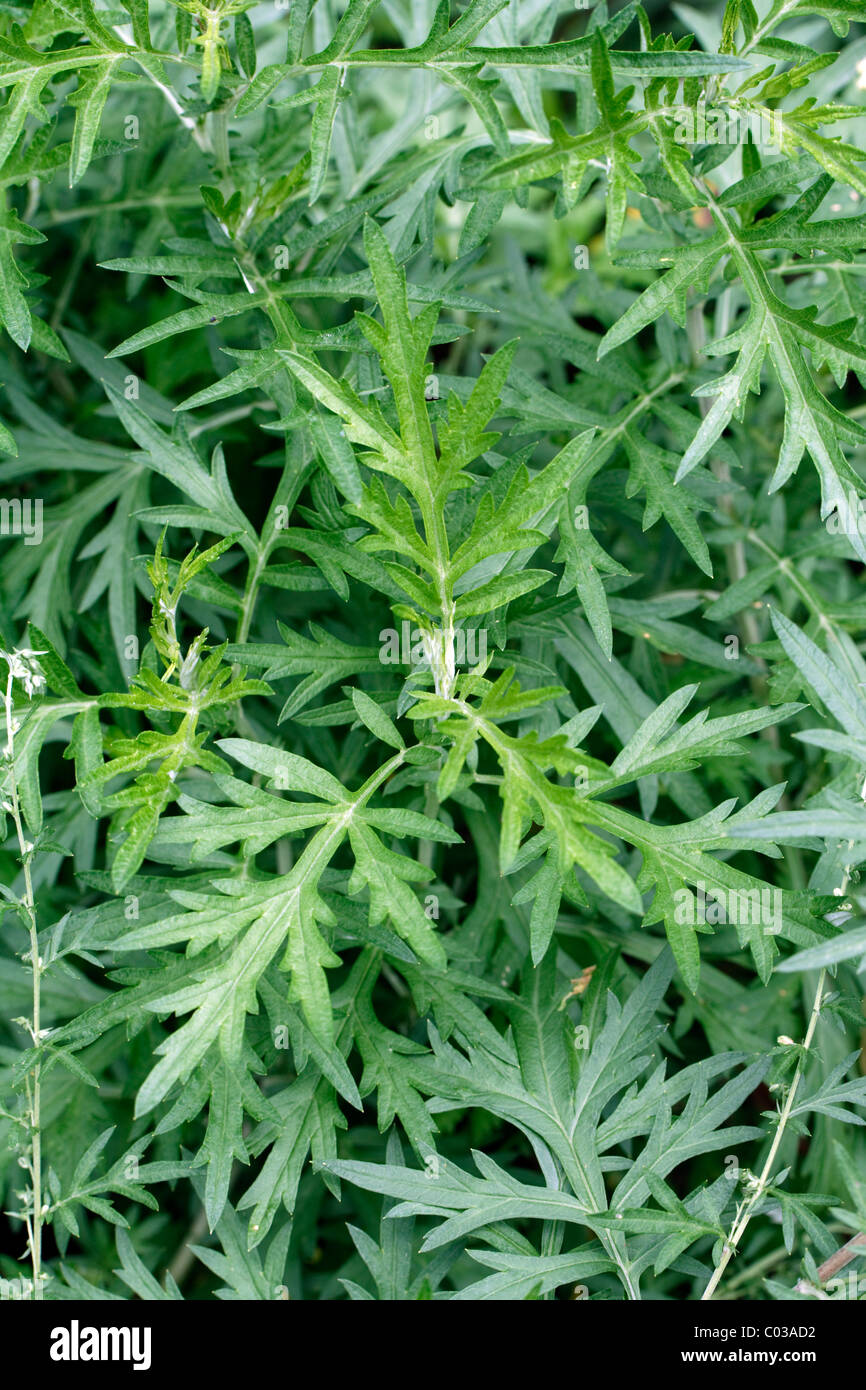 Wormwood or Absinthe Wormwood (Artemisia absinthium L.) Stock Photo