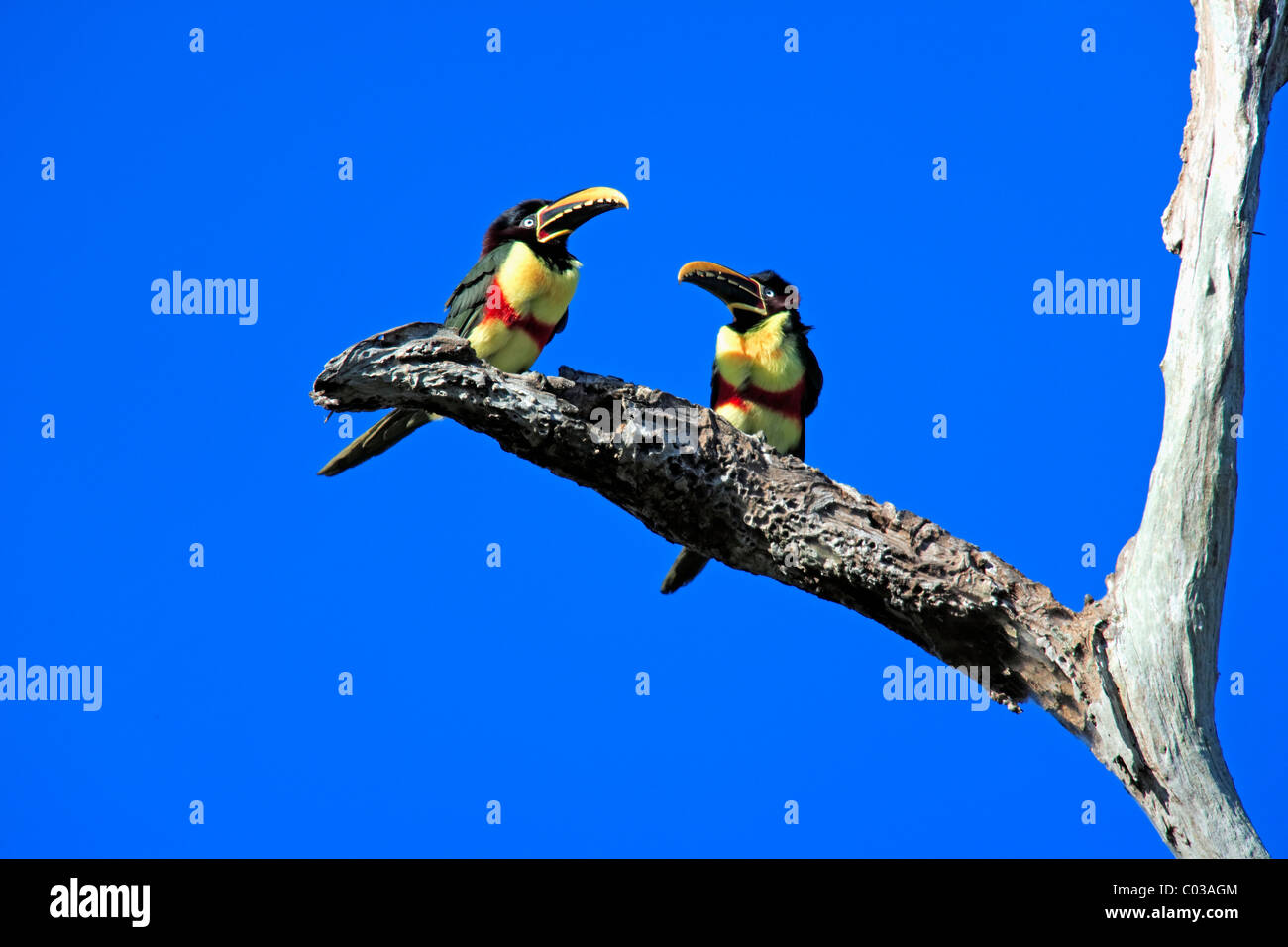 Chestnut-eared Aracari (Pteroglossus castanotis), adult birds on a branch, Pantanal, Brazil, South America Stock Photo