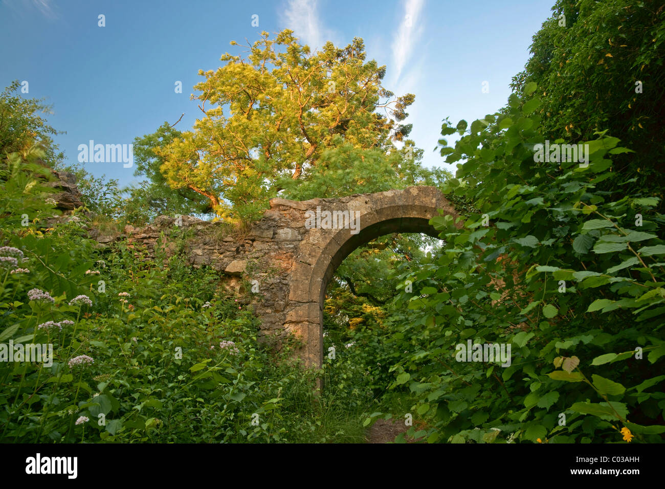 Romantic ruins of Maegdeberg Castle in Hegau, Baden-Wuerttemberg, Germany, Europe Stock Photo