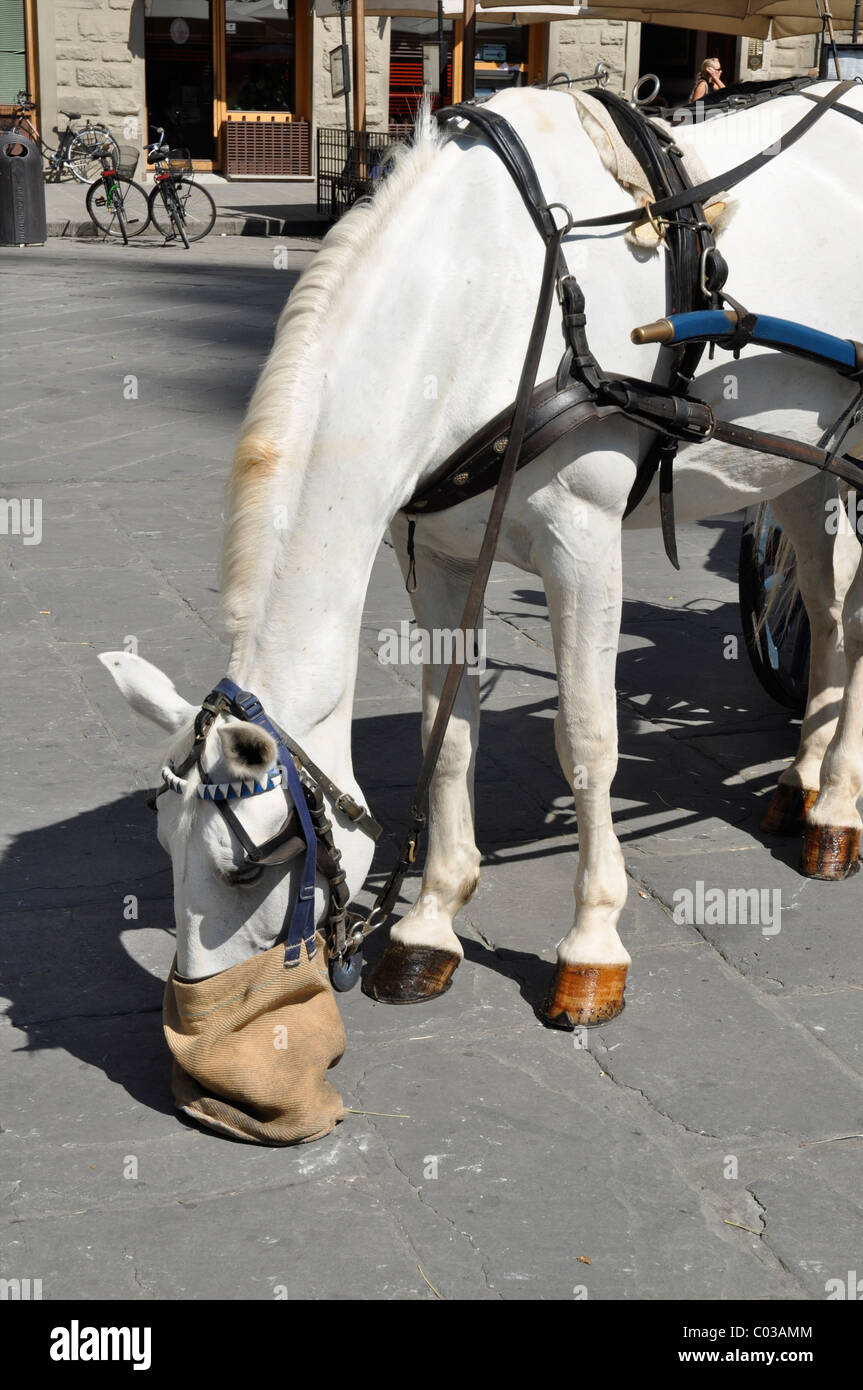 Horse carriage in florence hi-res stock photography and images - Alamy