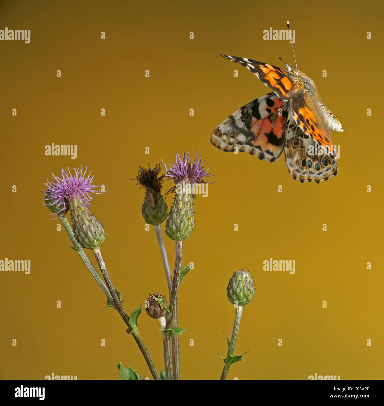Vanessa Cardui (Linnaeus, 1758) - Painted Lady | Butterfly