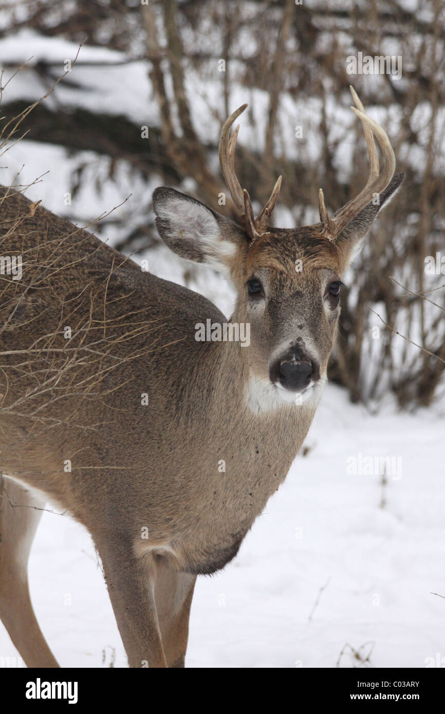 Close up of White tail buck in the winter woods Stock Photo