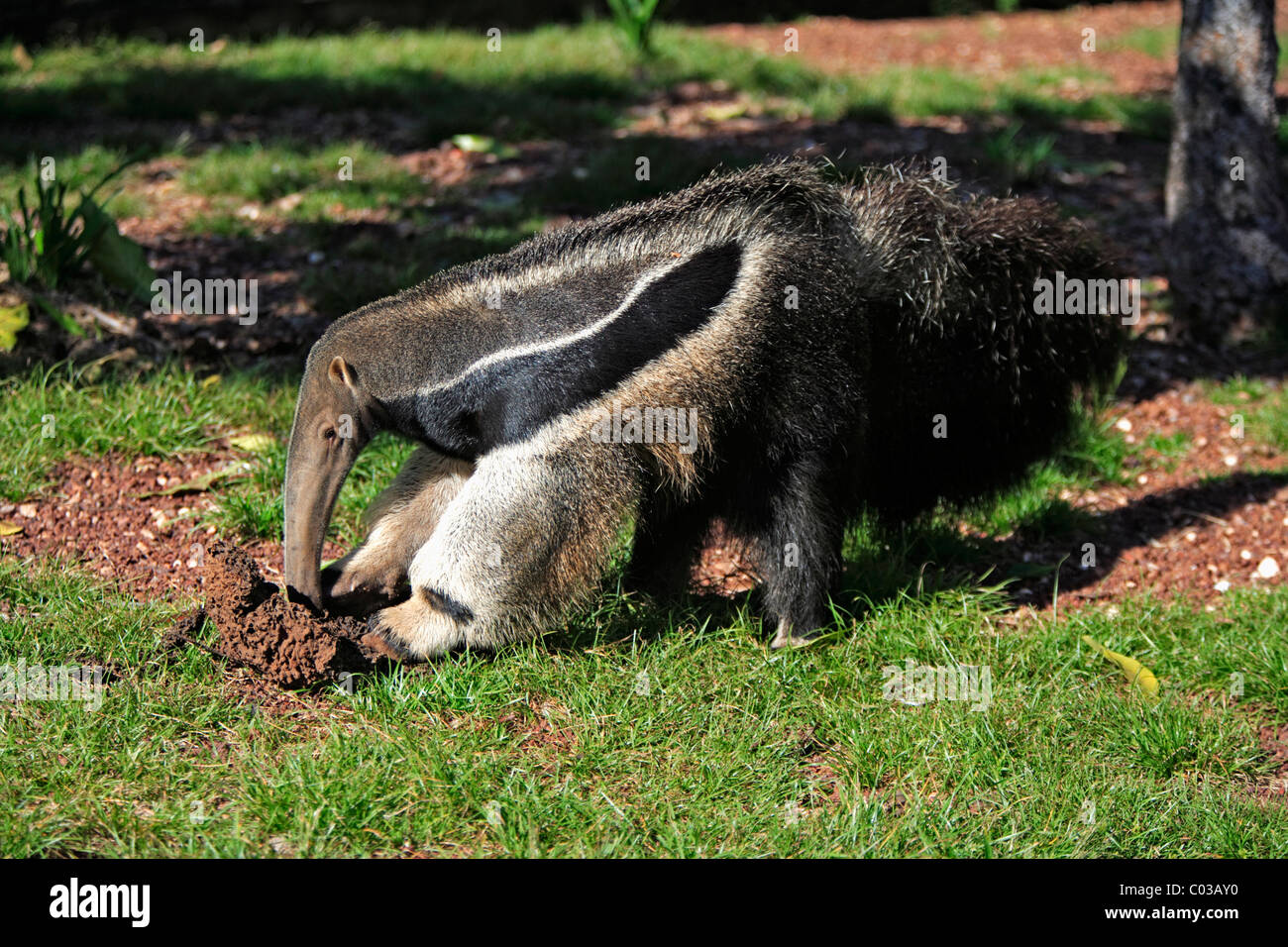 Giant Anteater (Myrmecophaga tridactyla), adult feeding on termites in a termite mound, Pantanal, Brazil, South America Stock Photo