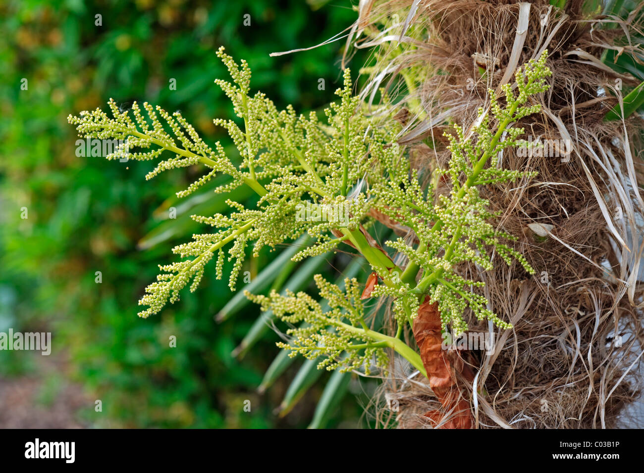 Chinese Windmill Palm (Trachycarpus fortunei) Stock Photo