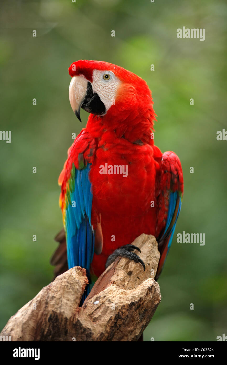 Scarlet Macaw (Ara macao), adult on a tree, Pantanal, Brazil, South America Stock Photo