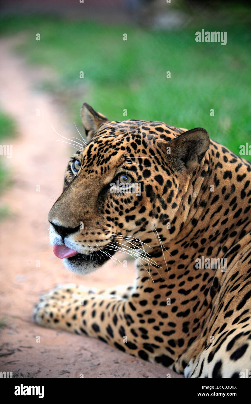 Jaguar (Panthera onca), adult male, Pantanal, Brazil, South America Stock Photo