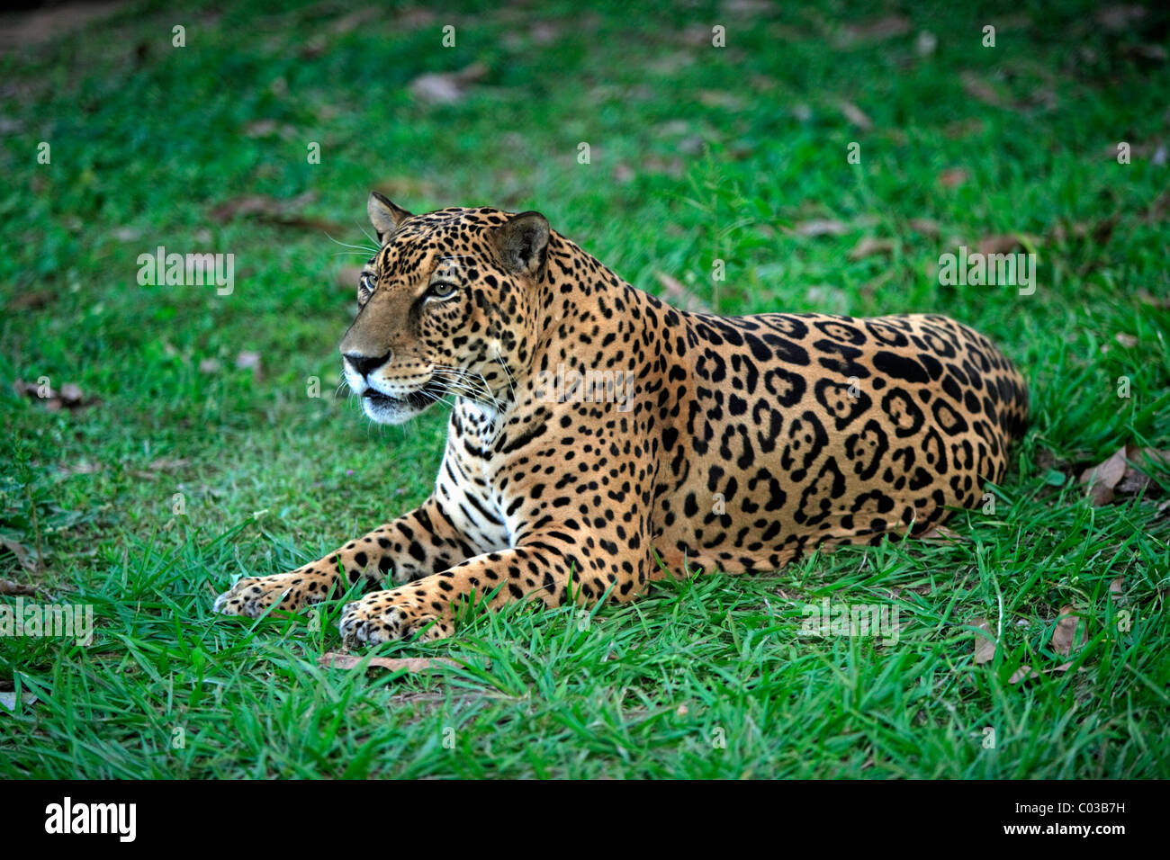Jaguar (Panthera onca), adult male lying, Pantanal, Brazil, South America Stock Photo