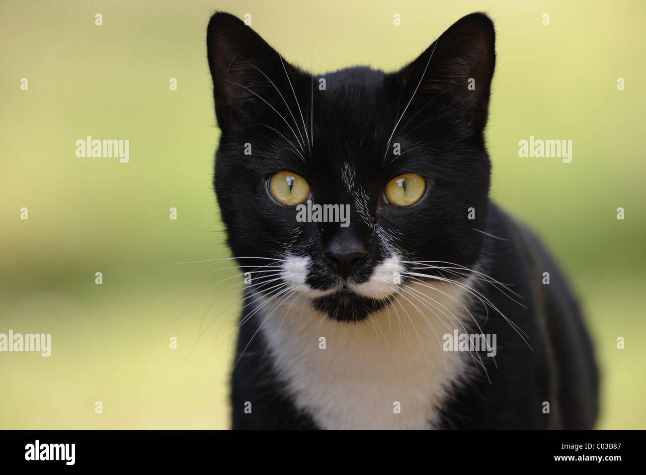 a black and white cat staring down lens Stock Photo - Alamy