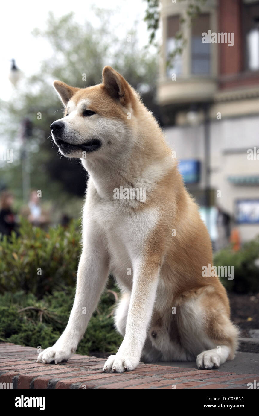 HACHIKO HACHIKO: A DOG'S STORY ; HACHI A DOG'S TALE (2009 Stock Photo -  Alamy
