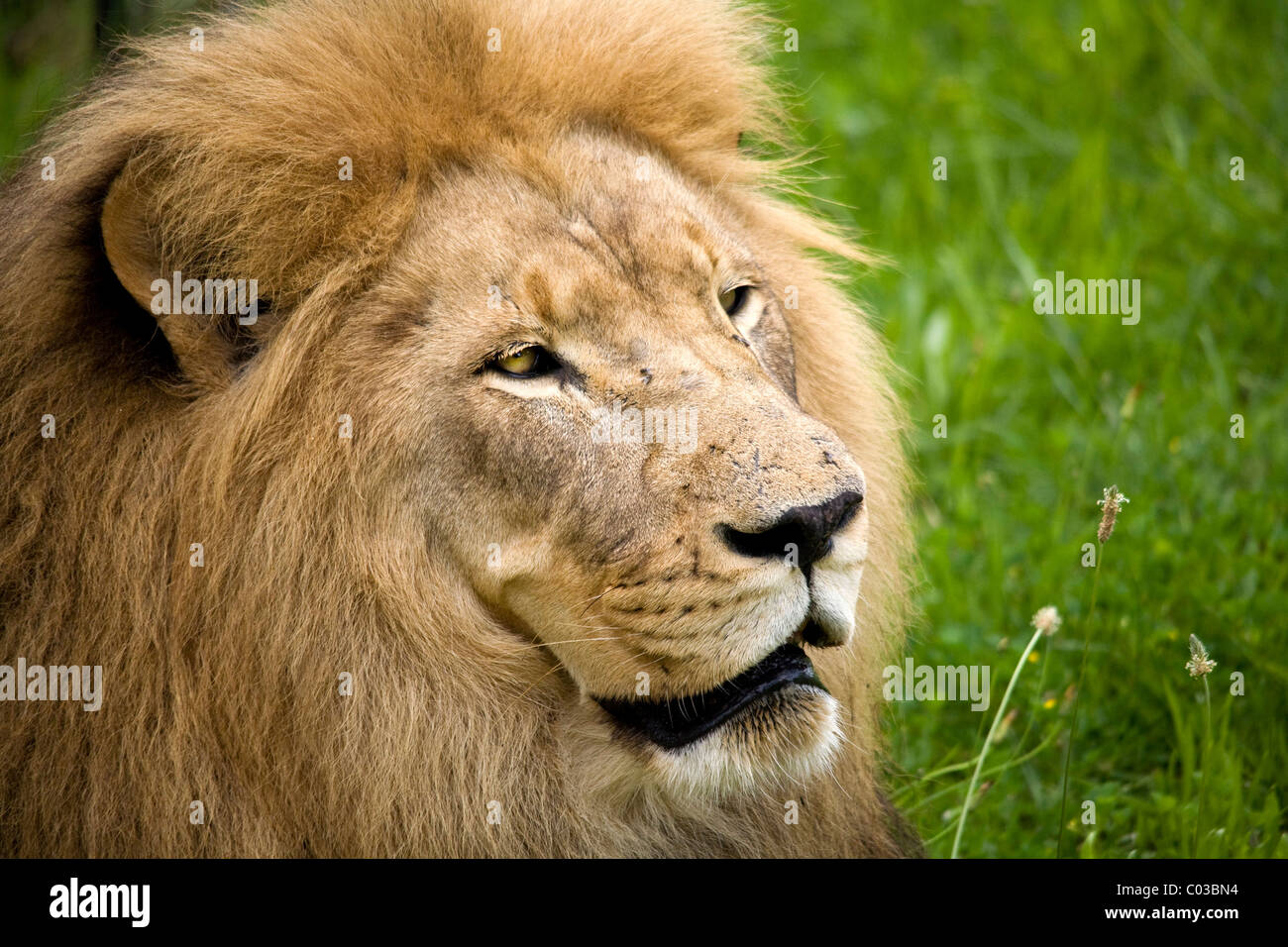 African male lion hi-res stock photography and images - Alamy