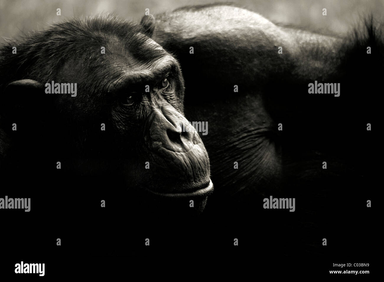 Male chimpanzee Stock Photo