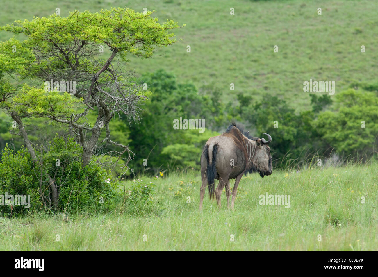 South Africa, Eastern Cape, East London, Inkwenkwezi Private Game Reserve. Blue wildebeest. Stock Photo