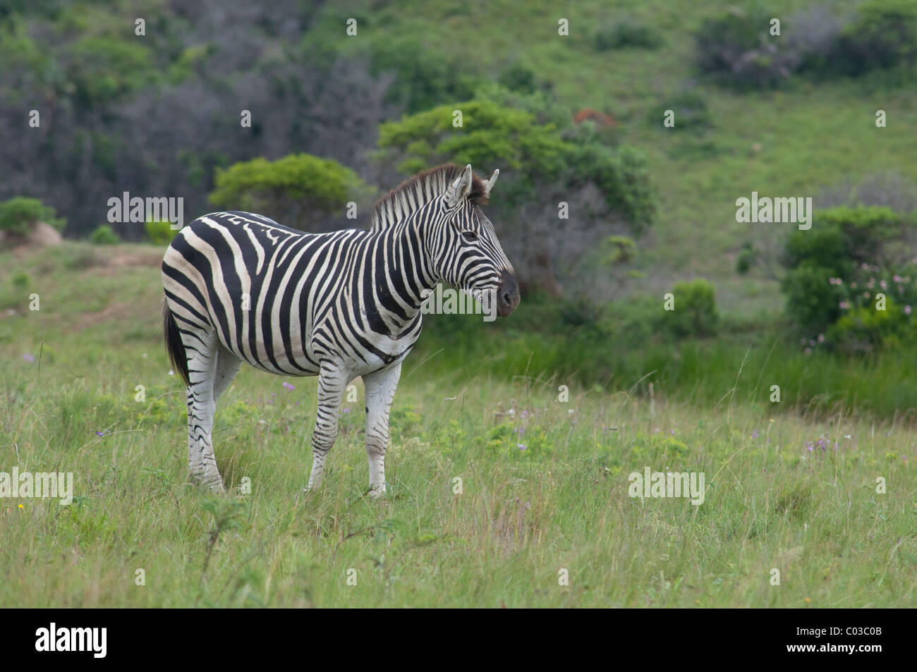 South Africa, East London, Inkwenkwezi Private Game Reserve. Common or Burchell's zebra. Stock Photo