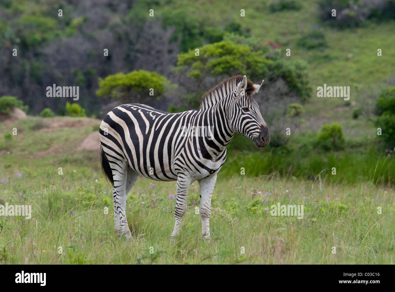 South Africa, East London, Inkwenkwezi Private Game Reserve. Common or Burchell's zebra. Stock Photo