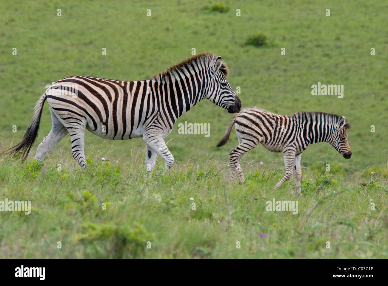 South Africa, East London, Inkwenkwezi Private Game Reserve. Common or Burchell's zebra. Stock Photo