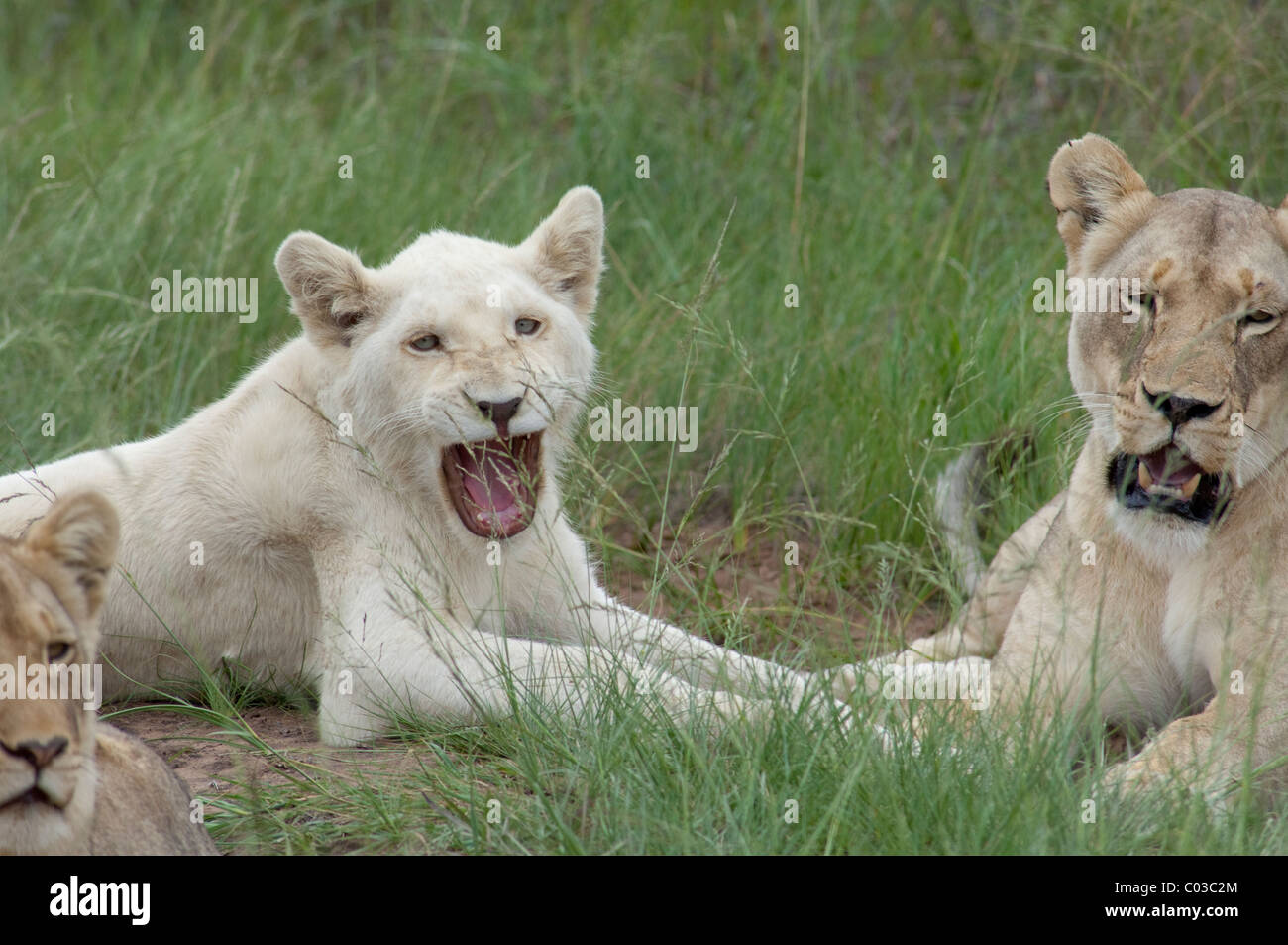 South Africa, East London, Inkwenkwezi Private Game Reserve. African lions (Wild: Panthera leo) unique white lion cub. Stock Photo