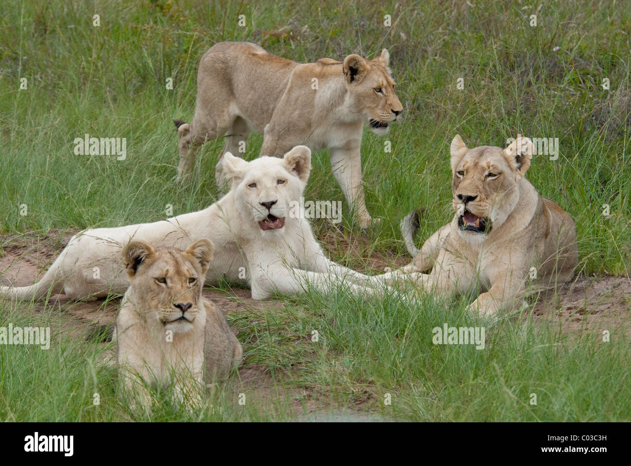 South Africa, East London, Inkwenkwezi Private Game Reserve. Unique pride of creamy to white colored African lions. Stock Photo